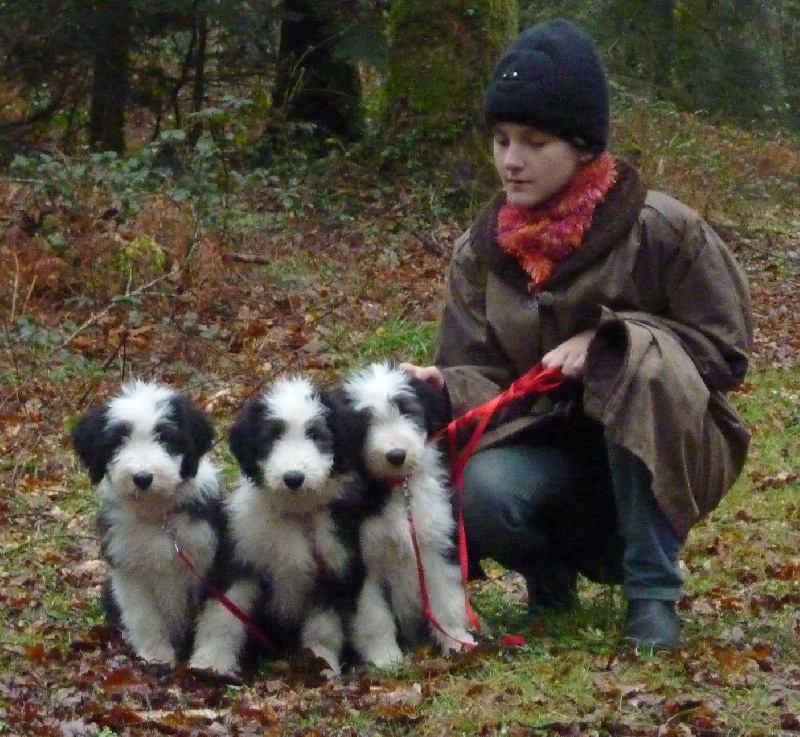 Les chiots de Holly & Harry à 2 mois