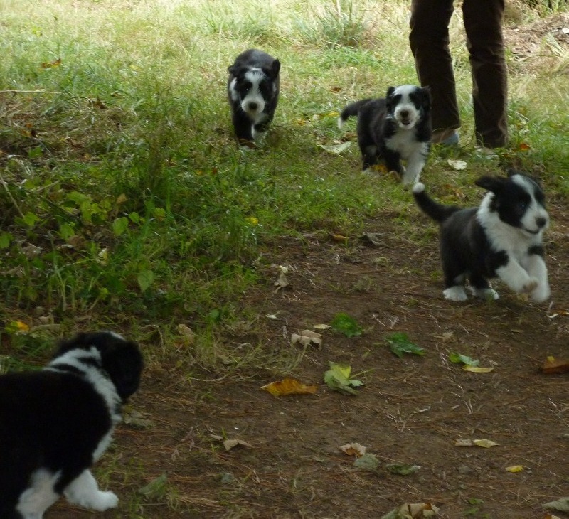 Les bébés de Goldy et Harry, 7ème semaine !
