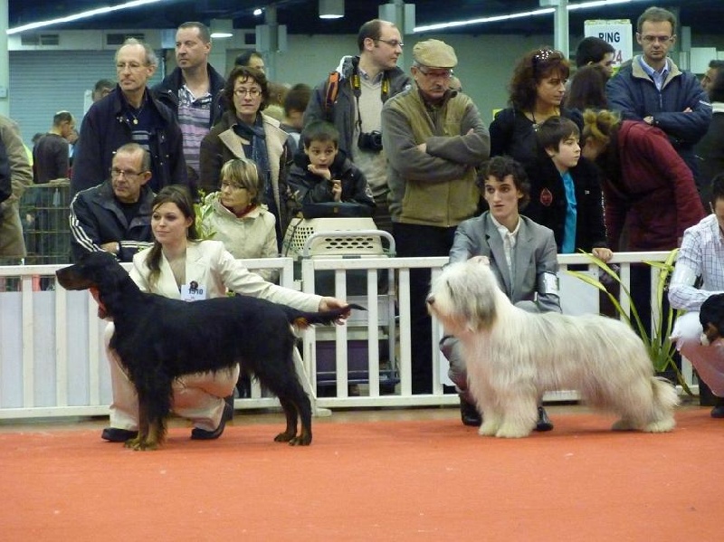 Angers CACIB