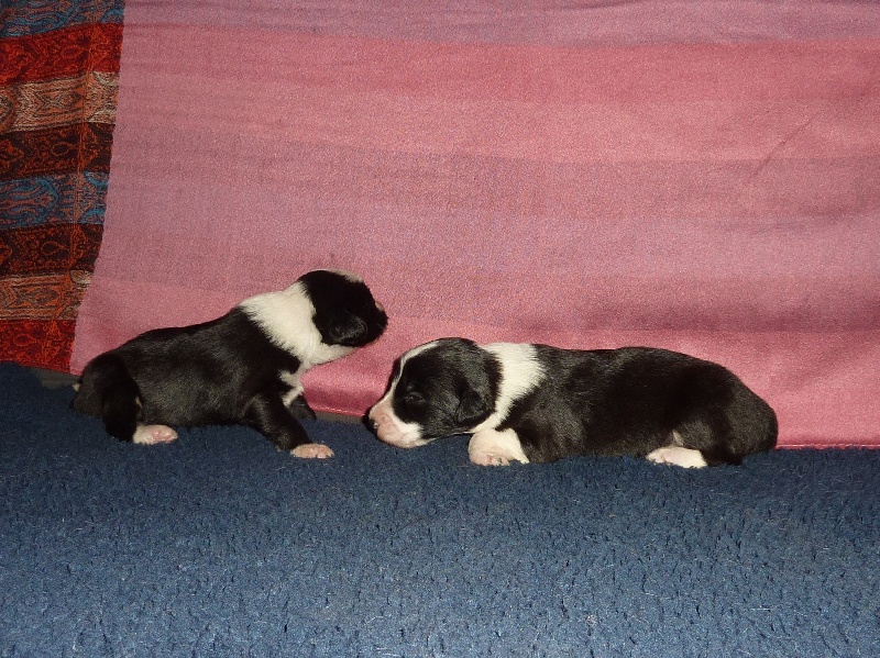 Les Bébés de Holly et Harry, 2ème semaine !