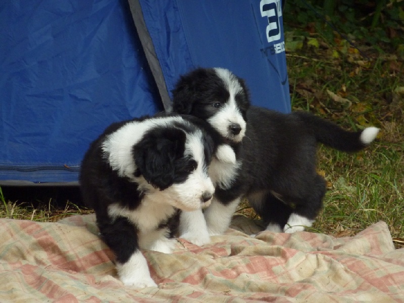 Les bébés de Goldy et Harry, 6ème semaine !