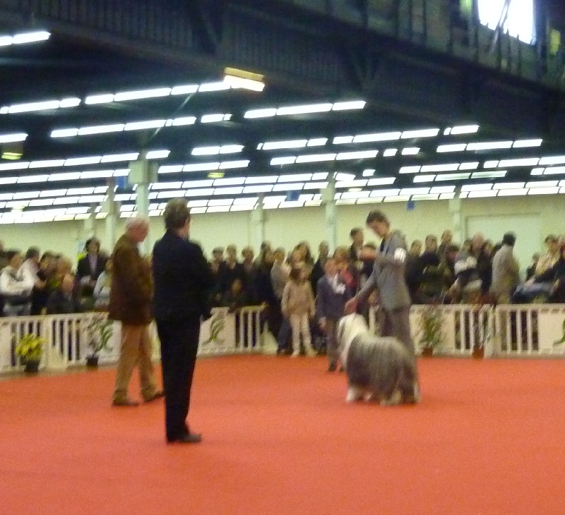 ANGERS CACIB 27/03/2011
