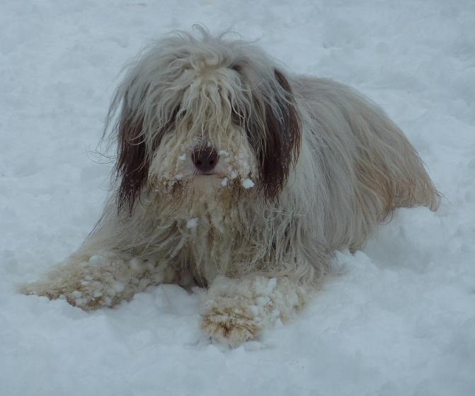 Neige