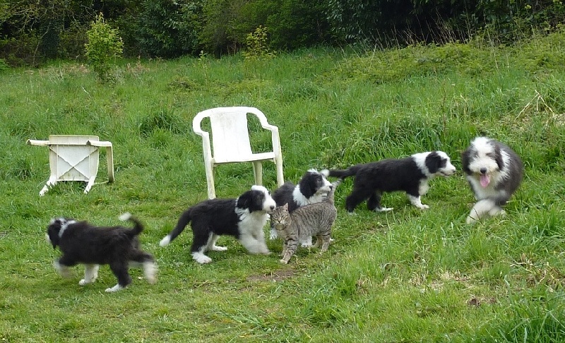 Les chiots de Goldy & Harry, 2 mois !