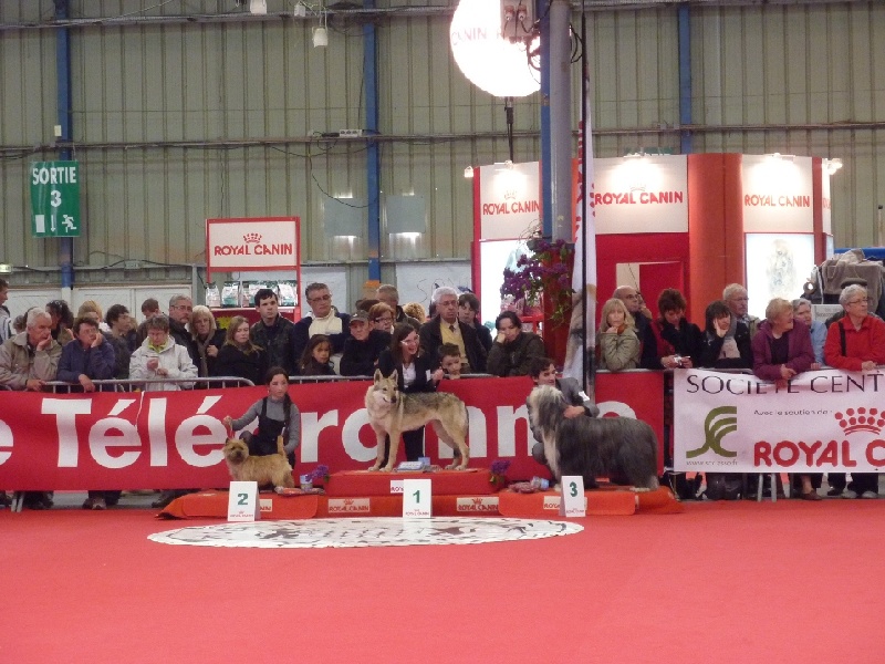 Handling Junior Saint-Brieuc