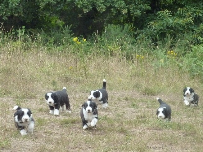 de Letavia - Bearded Collie - Portée née le 30/06/2010